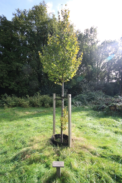 Dorpsprijs_boom
