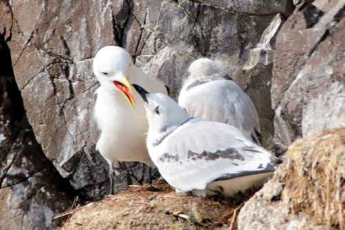 vogels